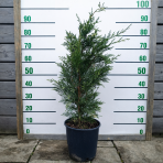 Cyprusovec leylandský (Cupressocyparis leylandii) ´PYRAMIDALIS 2001´ - výška 80-100 cm, kont. C9L 